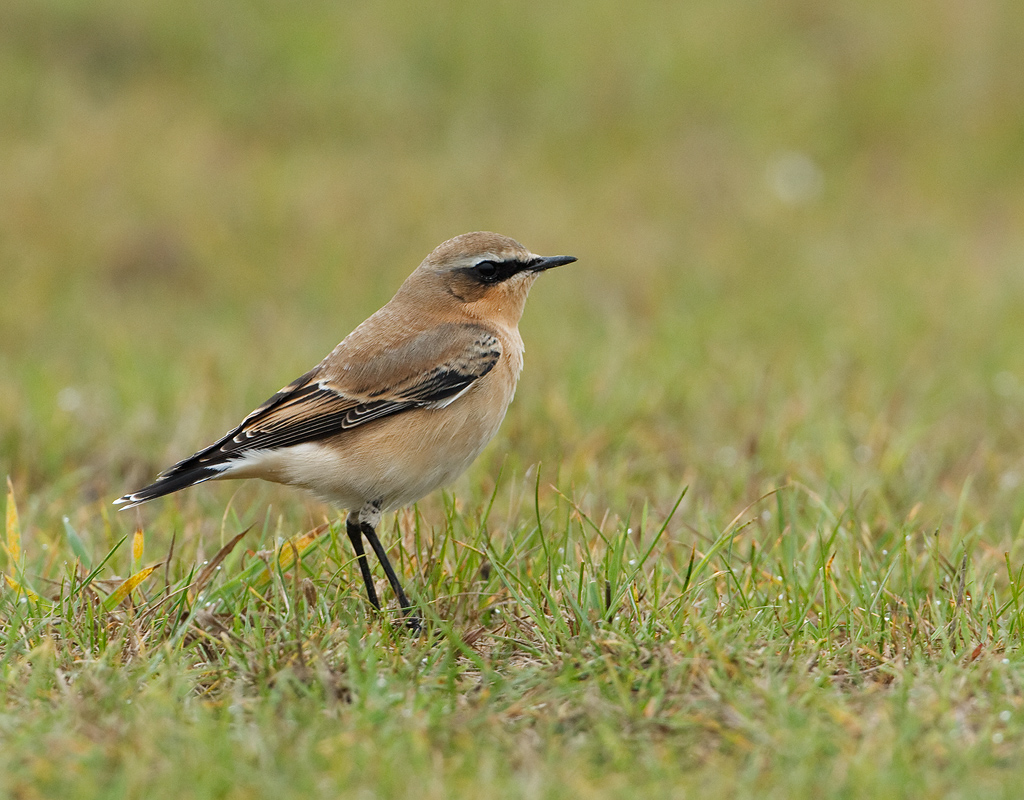 Oenanthe oenanthe Tapuit Northern Wheatear